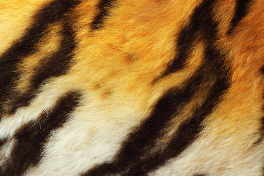 detail of tiger fur, close up of real wild animal pelt