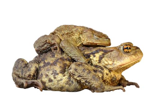 brown common toads mating, full length animals isolated over white background ( Bufo )
