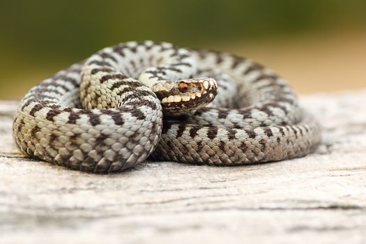 male european common viper basking on wooden stump ( crossed adder, Vipera berus )