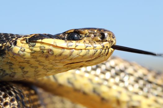 macro shot of Elaphe sauromates head, portrait of one of the largest snakes in Europe ( Blotched snake, photographed in Dobrogea, Romania )