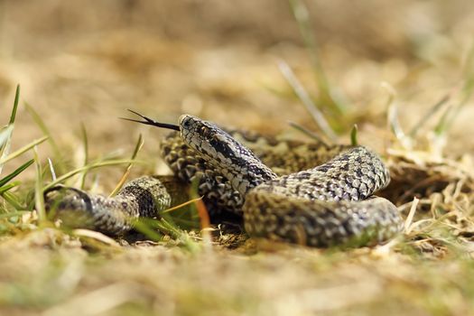 beautiful male meadow viper ready to bite, this is one of the rarest species of snakes in Europe, listed as endangered in IUCN list ( Vipera ursinii rakosiensis )