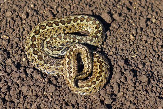 meadow viper on the ground ( Vipera ursinii rakosiensis ), one of the rarest snakes in Europe, listed as endangered species