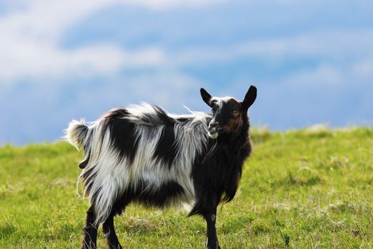 mottled goat standing on green lawn at the farm, looking at the camera