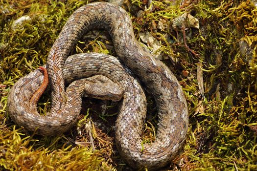 male nose horned viper basking in natural habitat ( Vipera ammodytes )