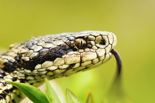 portrait of female Vipera ursinii rakosiensis, the hungarian meadow adder, one of the rarest snakes in Europe, listed by IUCN as endangered 
