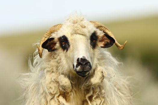 portrait of fluffy white ram over out of focus background