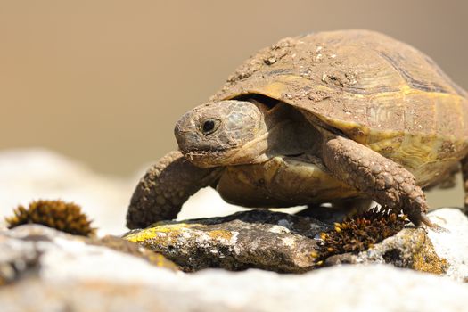 portrait of wild greek turtoise on natural habitat standing on a rock ( Testudo graeca )