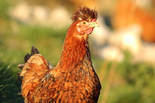 shaggy hen portrait, brown free animal at the bio farm