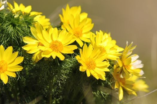 yellow pheasant's eye flowers detail ( Adonis vernalis )