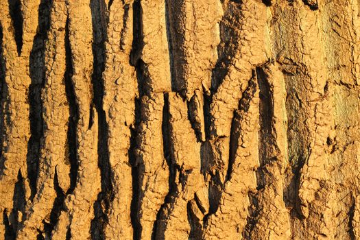tree bark texture ready for your design