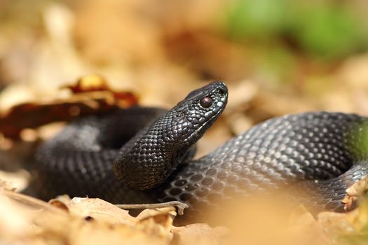 beautiful black european adder in natural habitat ( Vipera berus nikolskii )