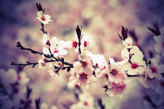 beautiful japanese cherry flowers in march, closeup of branch