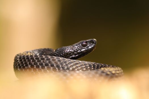 black nikolskii viper ( Vipera berus nikolskii ) over out of focus background