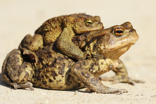 common brown toads mating in spring, female carrying male on her back, going towards a pond where the eggs are laid ( Bufo )