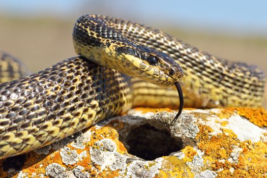adult blotched snake closeup, one of the rarest in Dobrogea, romania ( Elaphue sauromates )