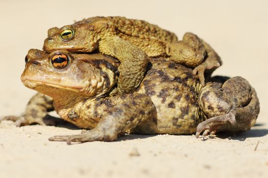 Bufo toads mating in spring ( brown common toad ), male and female wild animals photographed near a pond