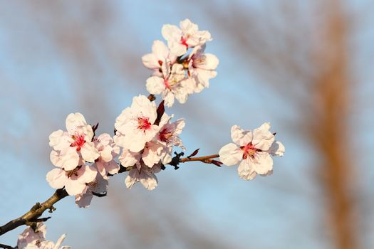 colorful flowers of japanese cherry tree over blue sky background, spring symbol