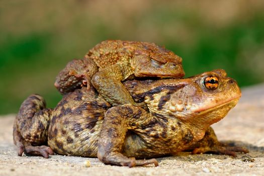 common brown toad in mating season ( Bufo ), male and female