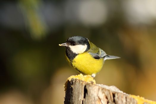 cute great tit sitting on wooden stump, hungry garden bird at feeder ( Parus major )