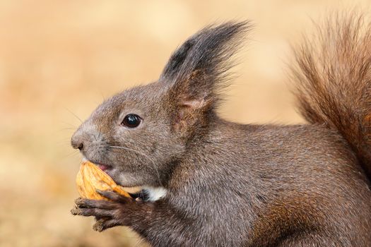 cute hungry european red squirrel eating walnut ( Sciurus vulgaris, wild animal )