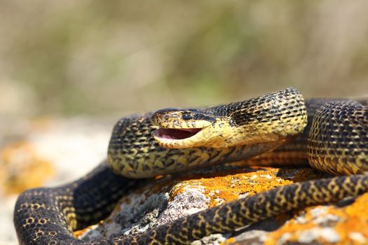 Elaphe sauromates ready to strike, with open mouth ( blotched snake )