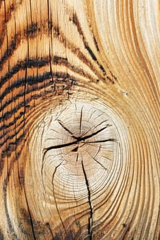 detail of spruce wood texture, knotted surface