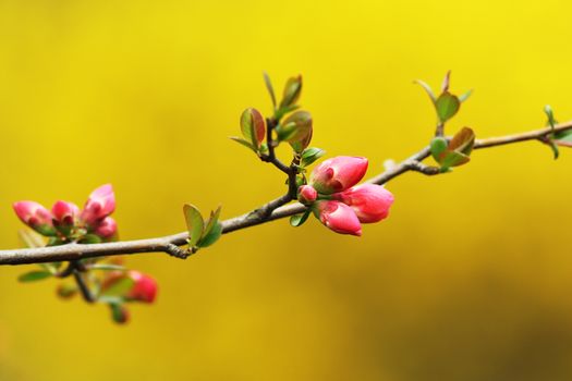 japanese violet cherry flowers over yellow out of focus background