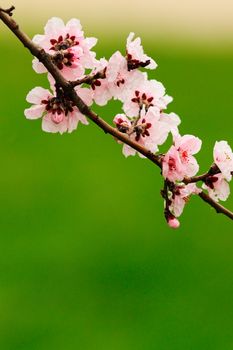 japanese cherry pink flowers over green out of focus background