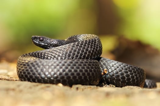 black nikolskii adder in natural habitat ( Vipera berus nikolskii, melanistic form )