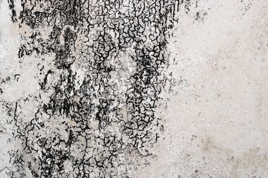 mold mycelium on damaged plaster, dangerous chetomium