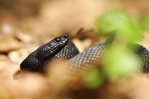 portrait of melanistic viper hiding on forest ground amongst faded leaves ( Vipera berus nikolskii )