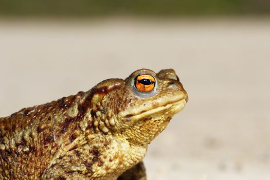 portrait of tiny common toad ( Bufo ), side view