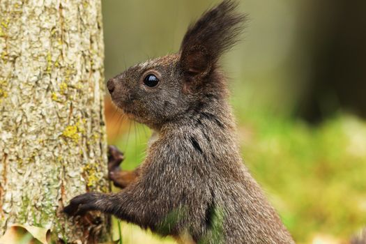 portrait of wild european squirrel ( Sciurus vulgaris )