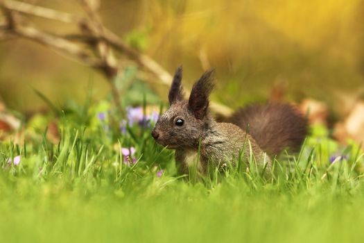 red european squirrel on green grass ( Sciurus vulgaris )