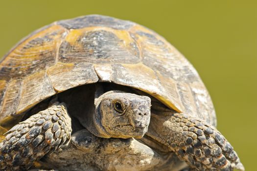 Testudo graeca close up over green background, portrait of wild spur-thighed tortois just hatched from hibernation