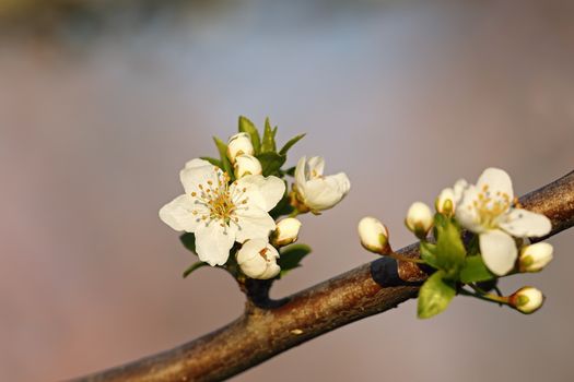 wax cherry white flowers in the park, detail