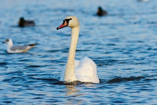 beautiful mute swan swimming on blue water ( Cygnus olor )