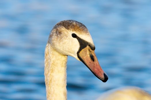 beautiful portrait of mute swan over blue out of focus background ( Cygnus olor )