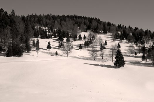 black and white image of forest edge in Apuseni mountains, Romania