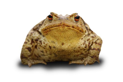 bufo frog over white with shadow ( common toad )