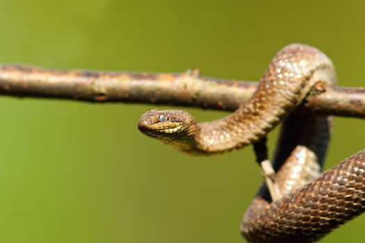 close up of smooth snake climbing on branch ( Coronella austriaca )