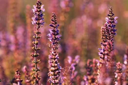 colorful wild flowers growing on summer meadow