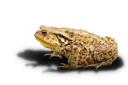 common toad on white background with shadow ( Bufo, adult wild animal )