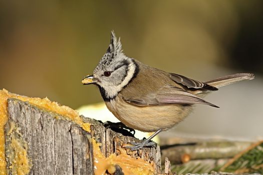 cute european crested tit eating lard at garden bird feeder ( Lophophanes cristatus )