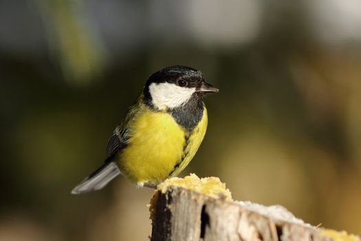 great tit perched on top of wooden stump ( Parus major )