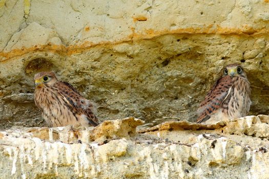 juveniles common kestrels at nest ( Falco tinnunculus )