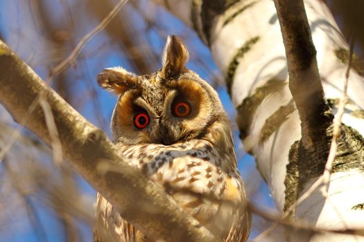 long eared owl in birch tree, curious wild bird looking at the camera ( Asio otus )