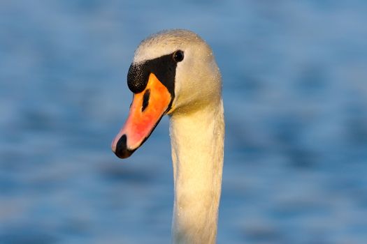 portrait of wild mute swan over blue out of focus colorful background ( Cygnus olor )