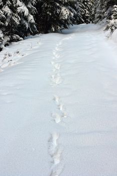 wild wolf tracks in big snow in Apuseni mountains, Romania, one of the last places with wild big carnivores in Europe