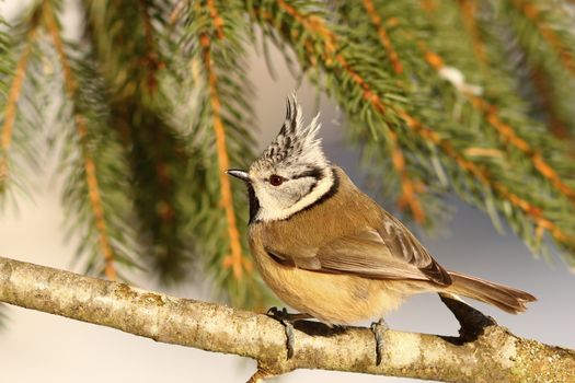 crested tit profile view perched on twig ( Lophophanes cristatus )